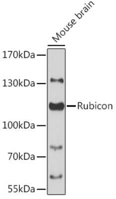 Western Blot: Rubicon Antibody [NBP2-93588] - Analysis of extracts of mouse brain, using Rubicon at 1:3000 dilution.Secondary antibody: HRP Goat Anti-Rabbit IgG (H+L) at 1:10000 dilution.Lysates/proteins: 25ug per lane.Blocking buffer: 3% nonfat dry milk in TBST.Detection: ECL Basic Kit .Exposure tim