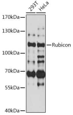 Western Blot: Rubicon Antibody [NBP3-03333] - Analysis of extracts of various cell lines, using Rubicon antibody at 1:3000 dilution. Secondary antibody: HRP Goat Anti-Rabbit IgG (H+L) at 1:10000 dilution. Lysates/proteins: 25ug per lane. Blocking buffer: 3% nonfat dry milk in TBST. Detection: ECL Bas