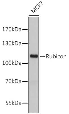 Western Blot: Rubicon Antibody [NBP3-03873] - Analysis of extracts of MCF-7 cells, using Rubicon antibody . Secondary antibody: HRP Goat Anti-Rabbit IgG (H+L) at 1:10000 dilution. Lysates/proteins: 25ug per lane. Blocking buffer: 3% nonfat dry milk in TBST.