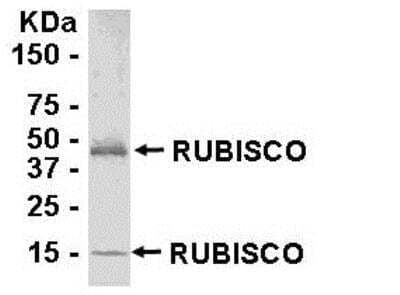 Western Blot: Rubisco Antibody [NB110-81553] - Purified spinach Rubisco protein as test antigen. Affinity-purified IgY dilution: 1:2000, Goat anti-IgY-HRP dilution: 1:1000. Colorimetric method for signal development ( anti-rbcL )