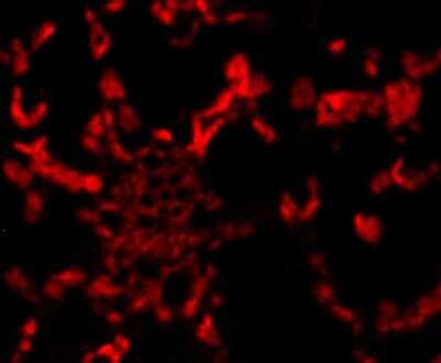 Immunocytochemistry/Immunofluorescence: Rubisco activase Antibody [NBP2-67118] - Staining of paraffin- embedded A. thaliana using anti-Rubisco activase rabbit polyclonal antibody.
