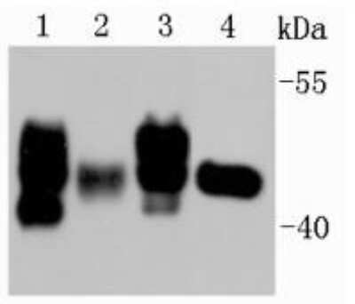 Western Blot: Rubisco activase Antibody [NBP2-67118] - Analysis on different tissue lysates using anti-Rubisco activase rabbit polyclonal antibody. Positive control: Lane 1: Mulberry leaf Lane 2: Rice Lane 3: A. thaliana Lane 4: Tabacum