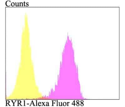 Flow Cytometry: Ryanodine Receptor 1 Antibody [NBP2-76960] - Flow cytometric analysis of SiHa cells with RYR1 antibody at 1/100 dilution (fuchsia) compared with an unlabelled control (cells without incubation with primary antibody; yellow). Alexa Fluor 488-conjugated goat anti-rabbit IgG was used as the secondary antibody.