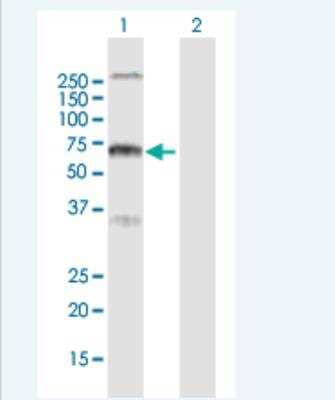 Western Blot: Ryk Antibody [H00006259-B01P-50ug] -  Analysis of RYK expression in transfected 293T cell line (H00006259-T01) by RYK MaxPab polyclonal antibody.  Lane 1: RYK transfected lysate(67.1 KDa). Lane 2: Non-transfected lysate.