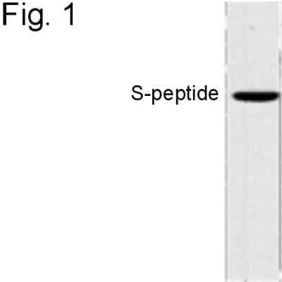 Western Blot: S-Peptide Epitope Tag Antibody (6.2) [NBP2-37832] - Analysis of S-peptide epitope tag.