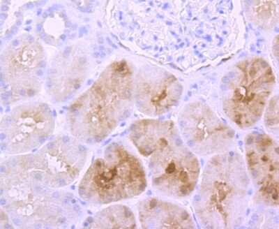 Immunohistochemistry-Paraffin: S100A1 Antibody (JM51-31) [NBP2-67119] - Analysis of paraffin-embedded human kidney tissue using anti- S100 antibody. Counter stained with hematoxylin.
