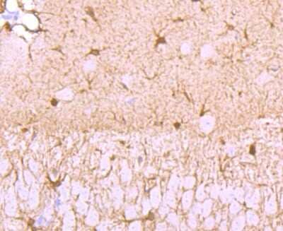 Immunohistochemistry-Paraffin: S100A1 Antibody (JM51-31) [NBP2-67119] - Analysis of paraffin-embedded mouse brain tissue using anti- S100 antibody. Counter stained with hematoxylin.