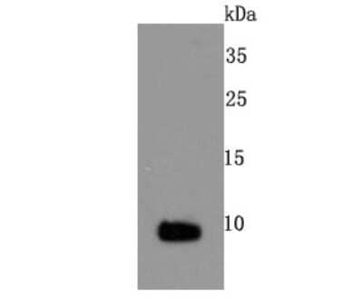 Western Blot: S100A1 Antibody (JM51-31) [NBP2-67119] - Analysis of S100 on mouse heart tissue lysates using anti-S100 antibody at 1/500 dilution.