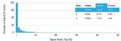 Protein Array: S100A1 Antibody (S100A1/1942) - Azide and BSA Free [NBP2-59617] - Analysis of Protein Array containing more than 19,000 full-length human proteins. Z- and S- Score: The Z-score represents the strength of a signal that an antibody (in combination with a fluorescently-tagged anti-IgG secondary) produces when binding to a particular protein on the HuProt array. Z-scores are described in units of standard deviations above the mean value of all signals generated on that array. If targets on HuProt are arranged in descending order of the Z-score, the S-score is the difference between the Z-score. S-score therefore represents the relative target specificity of an Ab to its intended target. An Ab is considered to specific to its intended target, if the Ab has an S-score of at least 2.5.