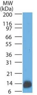 Western Blot: S100A1 Antibody (SPM354) - Azide and BSA Free [NBP2-34769] - Western blot analysis of human brain lysate  using S100 MAb (SPM354).