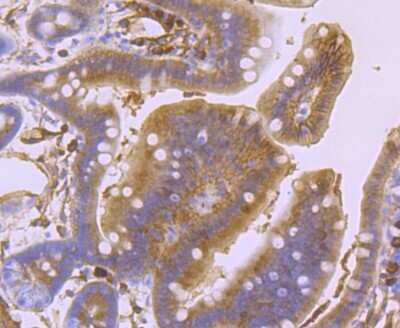 Immunohistochemistry-Paraffin: S100A10 Antibody (JF0987) [NBP2-67122] - Analysis of paraffin-embedded mouse colon tissue using anti-S100A10 antibody. Counter stained with hematoxylin.