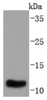 Western Blot: S100A10 Antibody (JF0987) [NBP2-67122] - Analysis of S100A10 on human lung lysates using anti-S100A10 antibody at 1/1,000 dilution.