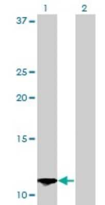 Western Blot: S100A13 Antibody (3A7) [H00006284-M01] - Analysis of S100A13 expression in transfected 293T cell line by S100A13 monoclonal antibody (M01), clone 3A7.Lane 1: S100A13 transfected lysate(11.5 KDa).Lane 2: Non-transfected lysate.