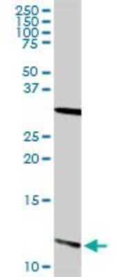 Western Blot: S100A13 Antibody [H00006284-D01P] - Analysis of S100A13 expression in human kidney.