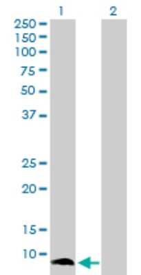 Western Blot: S100A13 Antibody [H00006284-D01P] - Analysis of S100A13 expression in transfected 293T cell line by S100A13 polyclonal antibody.Lane 1: S100A13 transfected lysate(11.50 KDa).Lane 2: Non-transfected lysate.
