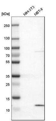 Western Blot: S100A13 Antibody [NBP1-86039] - Analysis in mouse cell line NIH-3T3 and rat cell line NBT-II.