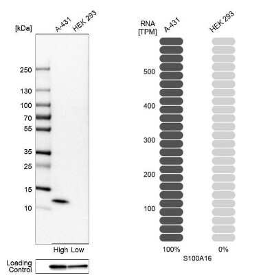 <b>Orthogonal Strategies Validation. </b>Western Blot: S100A16 Antibody [NBP1-92361] - Analysis in human cell lines A-431 and HEK293 using Anti-S100A16 antibody. Corresponding S100A16 RNA-seq data are presented for the same cell lines. Loading control: Anti-GAPDH.