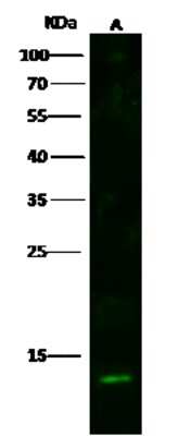 Western Blot: S100A16 Antibody [NBP2-99717] - Anti-S100A16 rabbit polyclonal antibody at 1:500 dilution. Lane A: PC3 Whole Cell Lysate. Lysates/proteins at 30 ug per lane. Secondary Goat Anti-Rabbit IgG H&L (Dylight 800) at 1/10000 dilution. Developed using the Odyssey technique. Performed under reducing conditions. Predicted band size: 11 kDa. Observed band size: 11 kDa