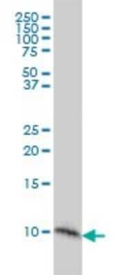 Western Blot: S100A2 Antibody (3H8) [H00006273-M03] - Analysis of S100A2 expression in A-431 (Cat # L015V1).