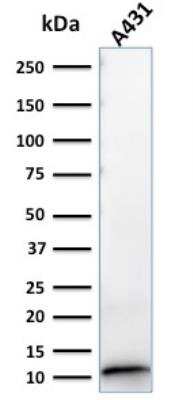 Western Blot: S100A2 Antibody (CPTC-S100A2-2) - Azide and BSA Free [NBP2-79899] - Western Blot Analysis of A431 cell lysate using S100A2 Mouse Monoclonal Antibody (CPTC-S100A2-2)