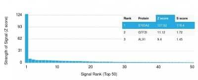 Protein Array: S100A2 Antibody (CPTC-S100A2-2) [NBP2-79764] - Analysis of Protein Array containing more than 19,000 full-length human proteins using S100A2 Antibody (CPTC-S100A2-2). Z- and S- Score: The Z-score represents the strength of a signal that a monoclonal antibody (MAb) (in combination with a fluorescently-tagged anti-IgG secondary antibody) produces when binding to a particular protein on the HuProt(TM) array. Z-scores are described in units of standard deviations (SD's) above the mean value of all signals generated on that array. If targets on HuProt(TM) are arranged in descending order of the Z-score, the S-score is the difference (also in units of SD's) between the Z-score. S-score therefore represents the relative target specificity of a MAb to its intended target. A MAb is considered to specific to its intended target, if the MAb has an S-score of at least 2.5.