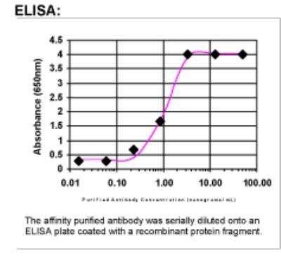 ELISA: S100A2 Antibody [27540002] - Affinity Purified