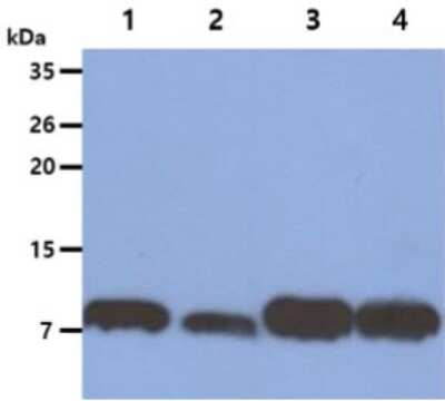 Western Blot: S100A4 Antibody (1C3) [NBP2-59398] - Lane 1: HeLa cell lysates, Lane 2: A549 cell lysates, Lane 3: NIH/3T3 cell lysates, Lane 4: 3T3-L1 cell lysates