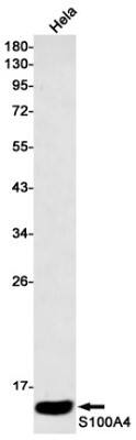 Western Blot: S100A4 Antibody (S01-7H1) [NBP3-19607] - Western blot detection of S100A4 in Hela cell lysates using NBP3-19607 (1:500 diluted). Predicted band size: 12kDa. Observed band size: 12kDa.
