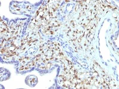 Immunohistochemistry-Paraffin: S100A4 Antibody (S100A4/1481) - Azide and BSA Free [NBP2-54580] - Formalin-paraffin human Placenta stained with S100A4 Monoclonal Antibody (S100A4/1481).