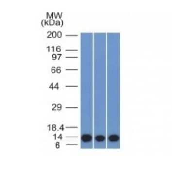 Western Blot: S100A4 Antibody (S100A4/1481) - Azide and BSA Free [NBP2-54580] - HeLa, A549 and A375 Cell Lysate using S100A4 Monoclonal Antibody (S100A4/1481).