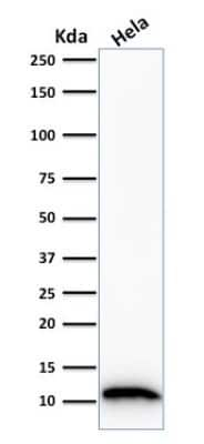 Western Blot: S100A4 Antibody (S100A4/1481) - Azide and BSA Free [NBP2-54580] - Western Blot Analysis of HeLa cell lysate using S100A4 Antibody (S100A4/1481).