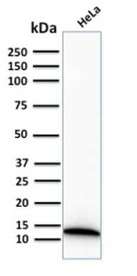 Western Blot: S100A4 Antibody (S100A4/2750R) - Azide and BSA Free [NBP3-08460] - Western Blot Analysis of human HeLa cell lysate using S100A4 Recombinant Rabbit Monoclonal Antibody (S100A4/2750R).