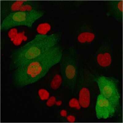 Immunocytochemistry/Immunofluorescence: S100A4 Antibody (S100A4/2750R) [NBP3-07587] - Immunofluorescence staining of A549 cells using S100A4 Recombinant Rabbit Monoclonal Antibody (S100A4/2750R) followed by goat anti- Mouse IgG-CF488 (green). Nuclei are stained with RedDot.