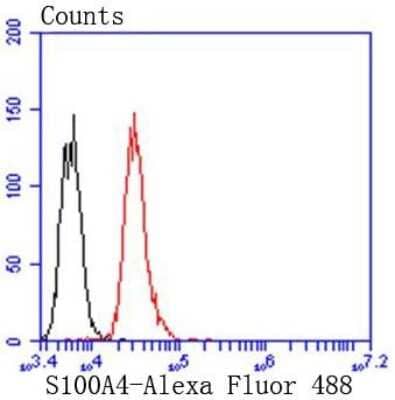 Flow Cytometry: S100A4 Antibody (SD200-08) [NBP2-67740] - Analysis of Jurkat cells with S100A4 antibody at 1/50 dilution (red) compared with an unlabelled control (cells without incubation with primary antibody; black). Alexa Fluor 488-conjugated goat anti rabbit IgG was used as the secondary antibody.