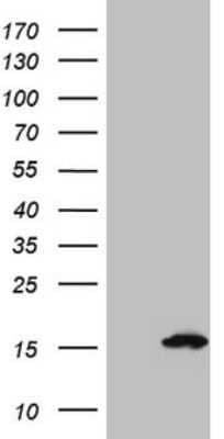 Western Blot: S100A5 Antibody (OTI4C9) - Azide and BSA Free [NBP2-73968] - Analysis of HEK293T cells were transfected with the pCMV6-ENTRY control (Left lane) or pCMV6-ENTRY S100A5.