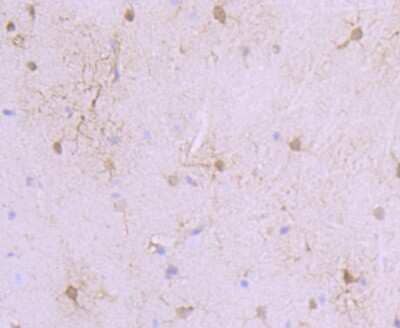 Immunohistochemistry-Paraffin: S100A6 Antibody (JF0976) [NBP2-67123] - Analysis of paraffin-embedded mouse brain tissue using anti-S100 alpha 6 antibody. Counter stained with hematoxylin.