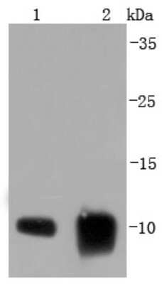 Western Blot: S100A6 Antibody (JF0976) [NBP2-67123] - Analysis of S100 alpha 6 on different lysates using anti-S100 alpha 6 antibody at 1/1,000 dilution. Positive control: Lane 1: A431 Lane 2: Mouse lung