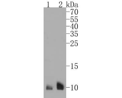 Western Blot: S100A6 Antibody (JF0976) [NBP2-67123] - Western blot analysis of S100A6 on different lysates. Proteins were transferred to a PVDF membrane and blocked with 5% BSA in PBS for 1 hour at room temperature. The primary antibody (1/500) was used in 5% BSA at room temperature for 2 hours. Goat Anti-Rabbit IgG - HRP Secondary Antibody (HA1001) at 1:5,000 dilution was used for 1 hour at room temperature. Positive control: Lane 1: A431 cell lysate Lane 2: mouse lung tissue lysate