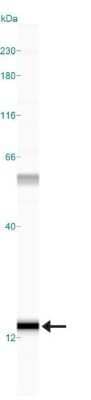 Simple Western: S100A7/Psoriasin Antibody (47C1068) - Azide Free [NBP2-24911] - Simple Western lane view shows a specific band for Psoriasin/S100A7 in 0.05 mg/ml of MCF-7 lysate.  This experiment was performed under reducing conditions using the 12-230 kDa separation system.