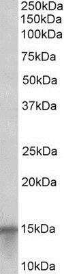 Western Blot: S100A7/Psoriasin Antibody [NB100-40802] -  Analysis of  human skin lysate (35ug protein in RIPA buffer) using psoriasin antibody at 0.1ug/ml. Primary incubation was 1 hour. Detected by chemiluminescence.