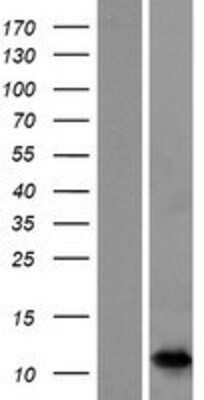 Western Blot: S100A7A Overexpression Lysate (Adult Normal) [NBP2-05018] Left-Empty vector transfected control cell lysate (HEK293 cell lysate); Right -Over-expression Lysate for S100A7A.