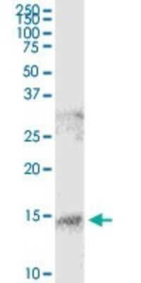 Immunoprecipitation: S100A9 Antibody (1C22) [H00006280-M13] - Analysis of S100A9 transfected lysate using anti-S100A9 monoclonal antibody and Protein A Magnetic Bead, and immunoblotted with S100A9 purified rabbit polyclonal antibody.