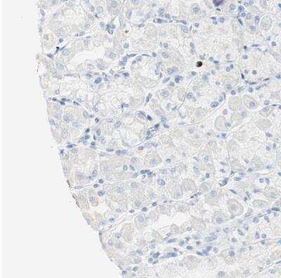 Immunohistochemistry-Paraffin: S100A9 Antibody [NBP1-89360] -  Staining of human stomach shows no positivity in glandular cells as expected.