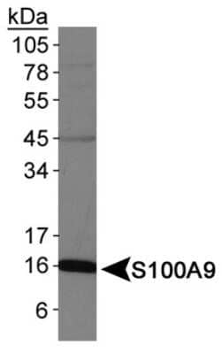 Western Blot: S100A9 Antibody [NB110-89726] - Analysis of S100A9 Antibody in DMSO treated HL60 whole cell lysates.