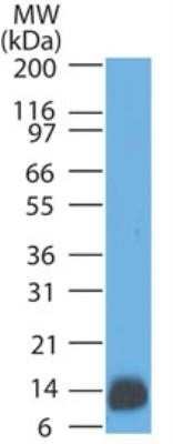 Western Blot: S100B Antibody (4C4.9) - Azide and BSA Free [NBP2-33168] - Analysis of human brain lysate using S100 antibody at 1 ug/ml.