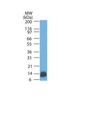 Western Blot: S100B Antibody (4C4.9) [NBP2-54579] - Analysis of human brain lysate using S100B Mouse Monoclonal Antibody (4C4.9).