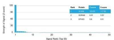 Protein Array: S100B Antibody (S100B/1012) - Azide and BSA Free [NBP2-59619] - Analysis of Protein Array containing more than 19,000 full-length human proteins. Z- and S- Score: The Z-score represents the strength of a signal that an antibody (in combination with a fluorescently-tagged anti-IgG secondary) produces when binding to a particular protein on the HuProt array. Z-scores are described in units of standard deviations above the mean value of all signals generated on that array. If targets on HuProt are arranged in descending order of the Z-score, the S-score is the difference between the Z-score. S-score therefore represents the relative target specificity of an Ab to its intended target. An Ab is considered to specific to its intended target, if the Ab has an S-score of at least 2.5.