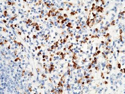 Immunohistochemistry-Paraffin: S100P Antibody [NBP3-00029] - Immunochemical staining of human S100P in human spleen with rabbit polyclonal antibody (1:1000, formalin-fixed paraffin embedded sections).