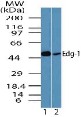 Western Blot: S1P1/EDG-1 Antibody [NBP2-24622] - Analysis of EDG-1 using EDG-1 polyclonal antibody. Human lung lysate in the 1) absence and 2) presence of immunizing peptide probed using EDG-1 antibody at 2 ug/mL.