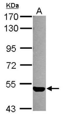 Western Blot: S1P3/EDG-3 Antibody [NBP2-16271] -  Sample (30 ug of whole cell lysate) A: 293T 7. 5% SDS PAGE gel, diluted at 1:1000.